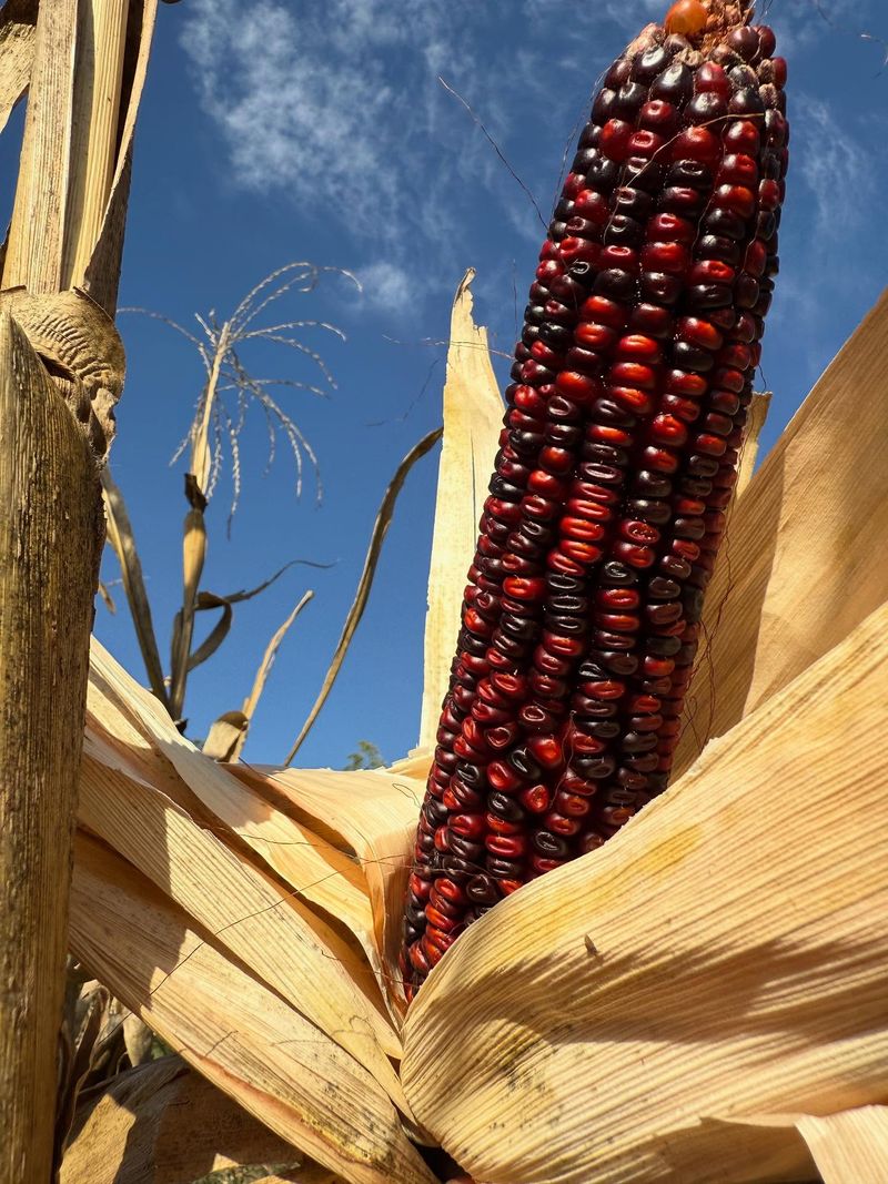 Bloody Butcher Corn