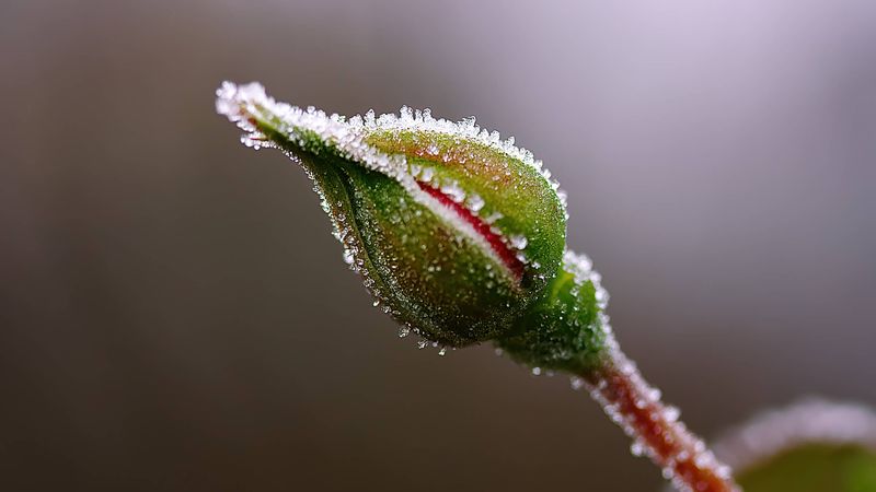 Ignoring Late Spring Frost Warnings