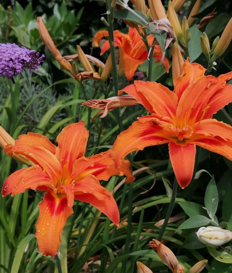 Orange Daylily (Hemerocallis fulva)