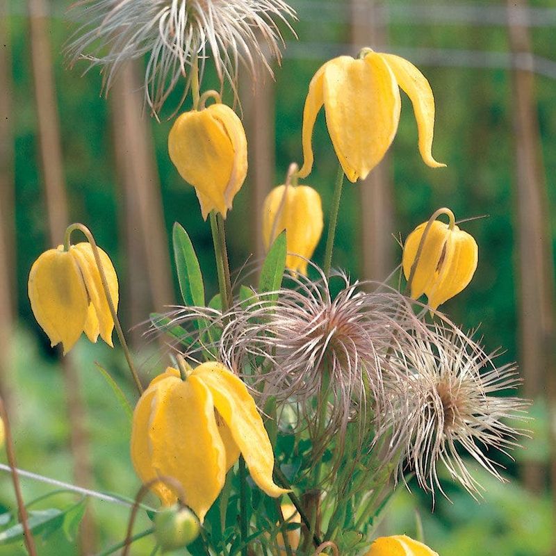 Yellow Clematis (Clematis tangutica)
