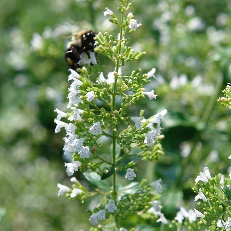 Calamintha nepeta ssp. nepeta (Calamint)