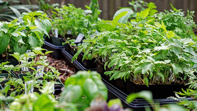 Give young transplants a low-stress start
