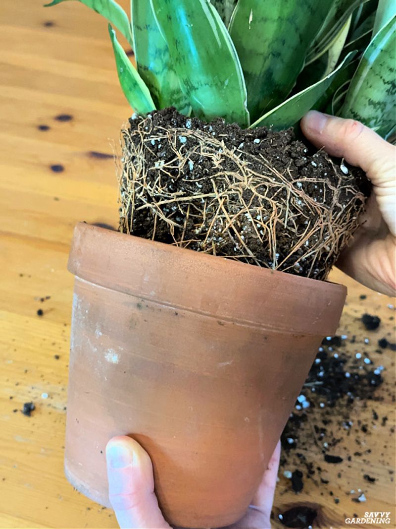 Repot only when inspection justifies it