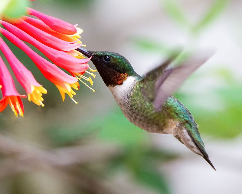 Ruby-throated Hummingbird