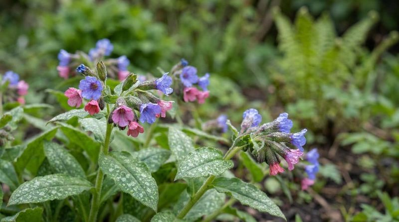 Lungwort