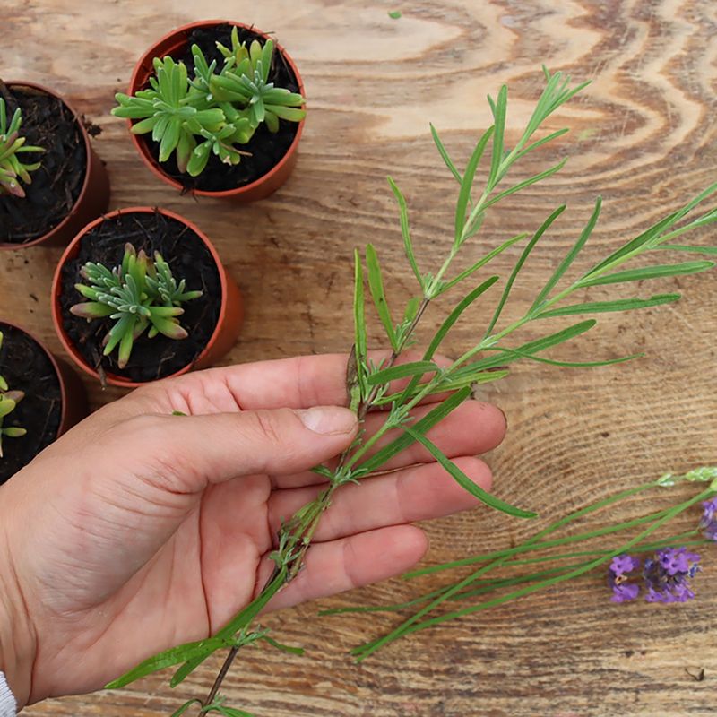 More Lavender Takes Time and Care