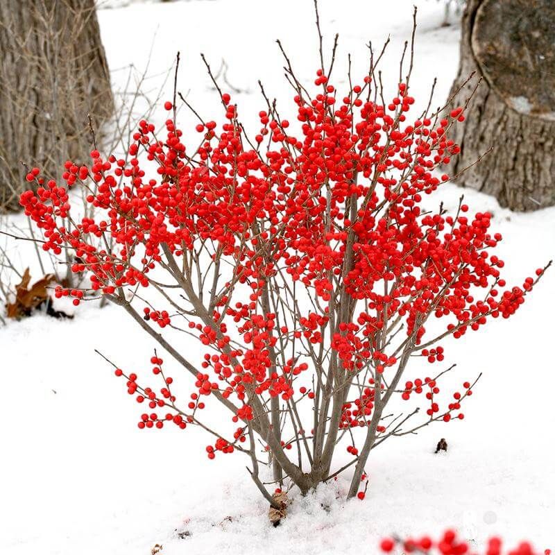 Winterberry (Ilex verticillata)
