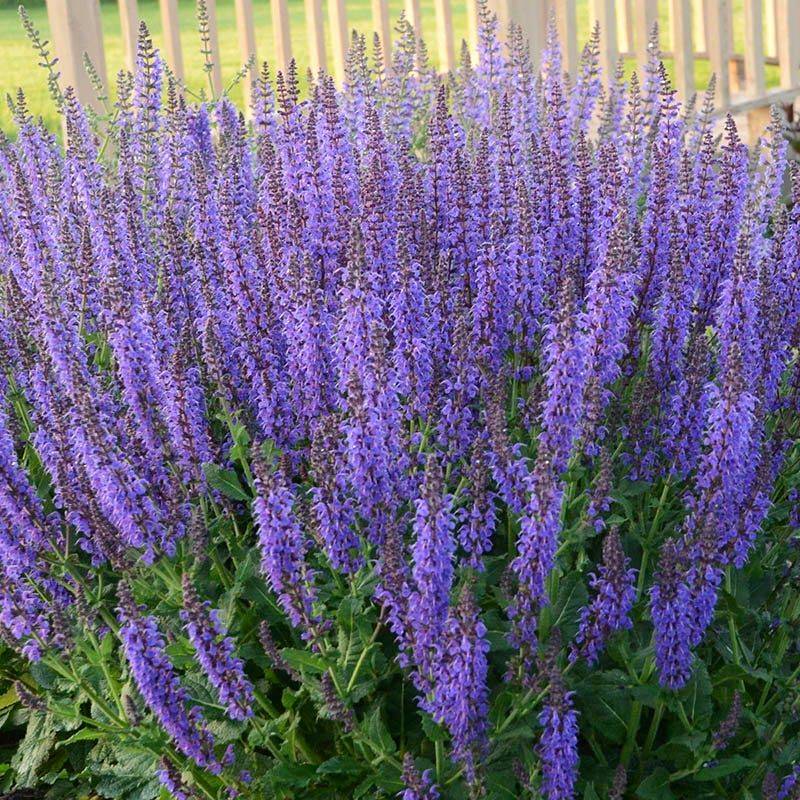 Salvia (Perennial Sage)