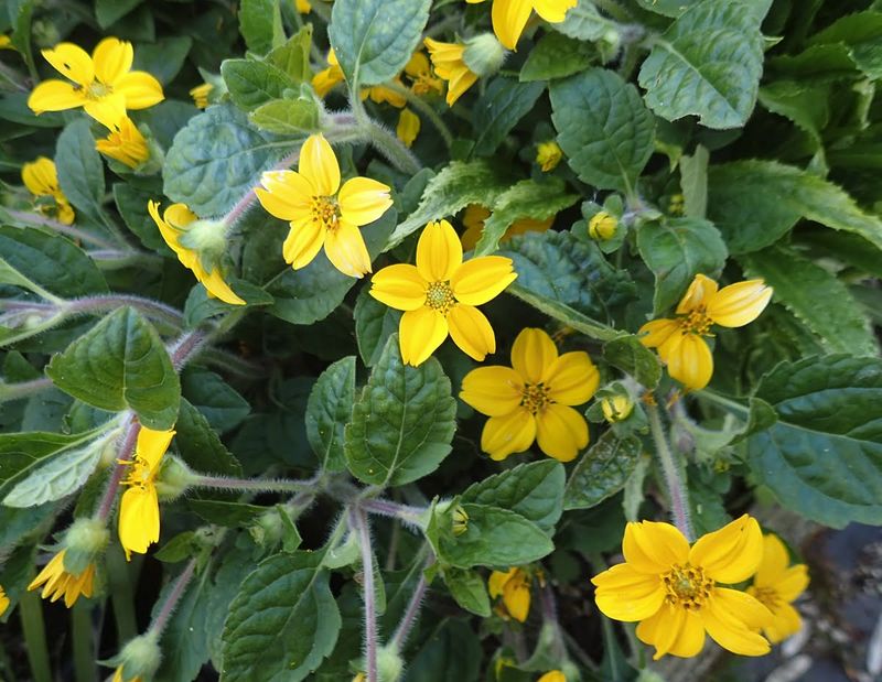 Green and Gold (Chrysogonum virginianum)