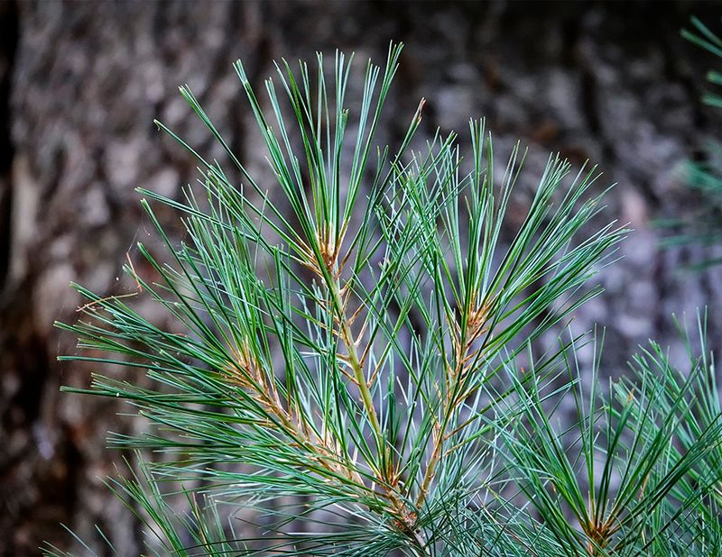 Eastern white pine needles contain vitamin C, but winter does not reveal a fixed dose