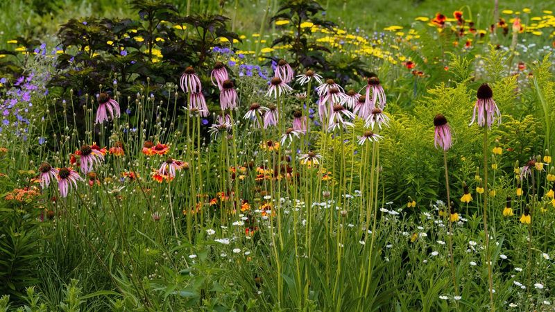 Native Plant Borders Around Heirloom Beds