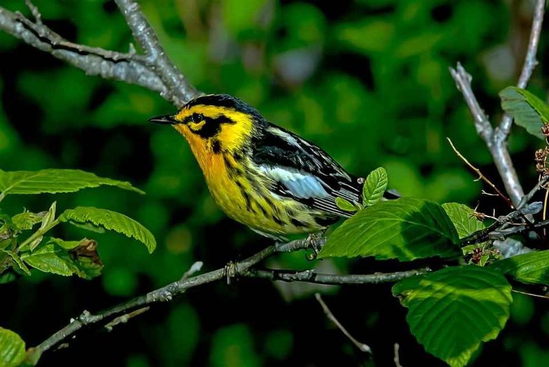 Warblers