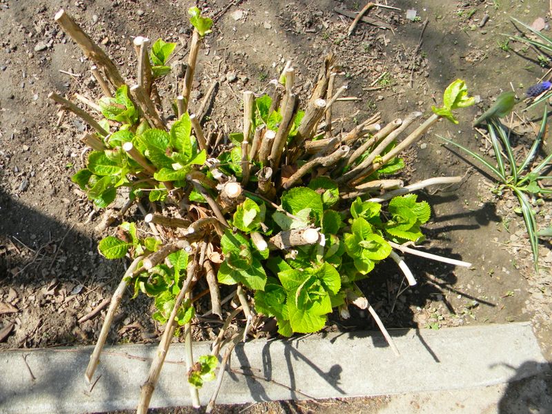 Cutting everything back to the ground every year