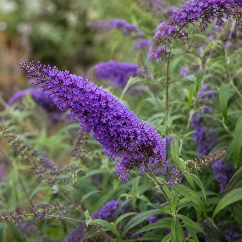 Butterfly Bush