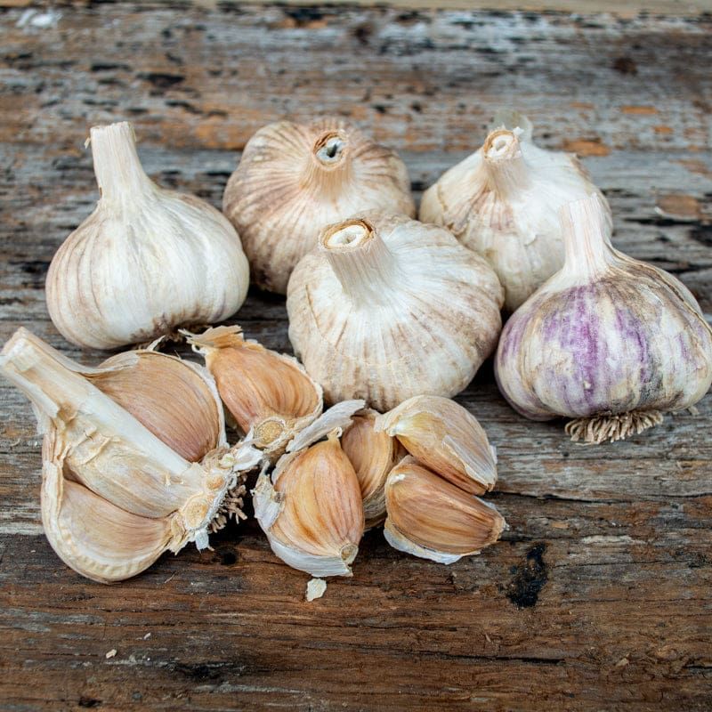Start With Real Seed Garlic