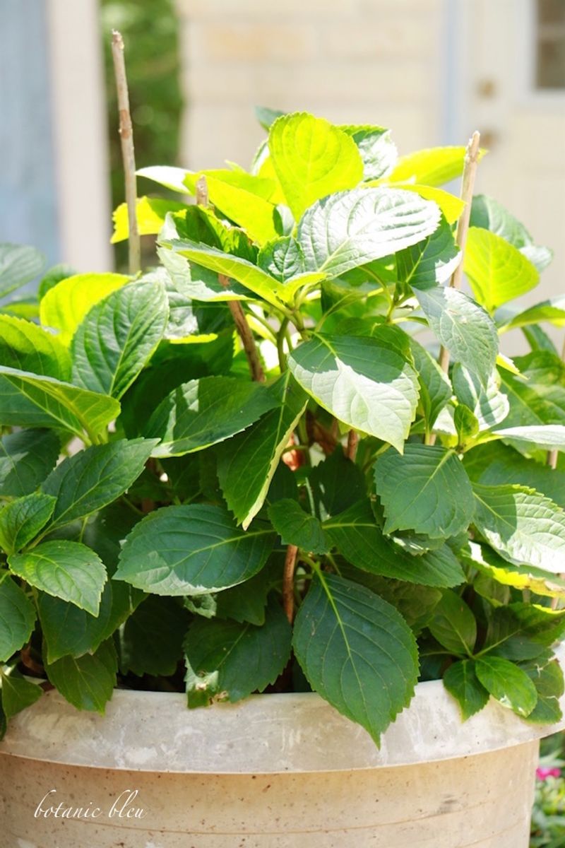 The Plant Is Simply Too Young