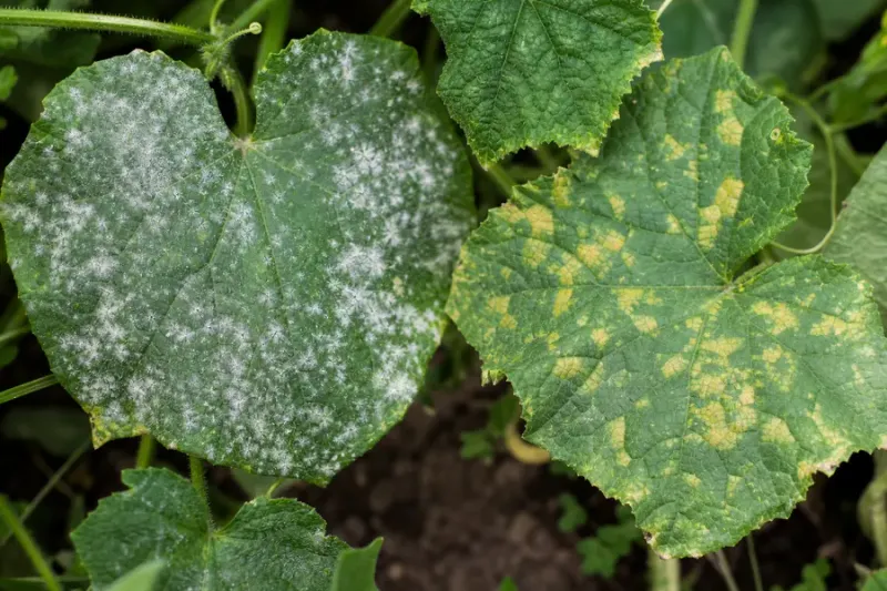 Angular spots and powder change the disease question