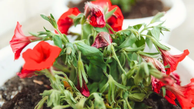 Check growing conditions before blaming deadheading