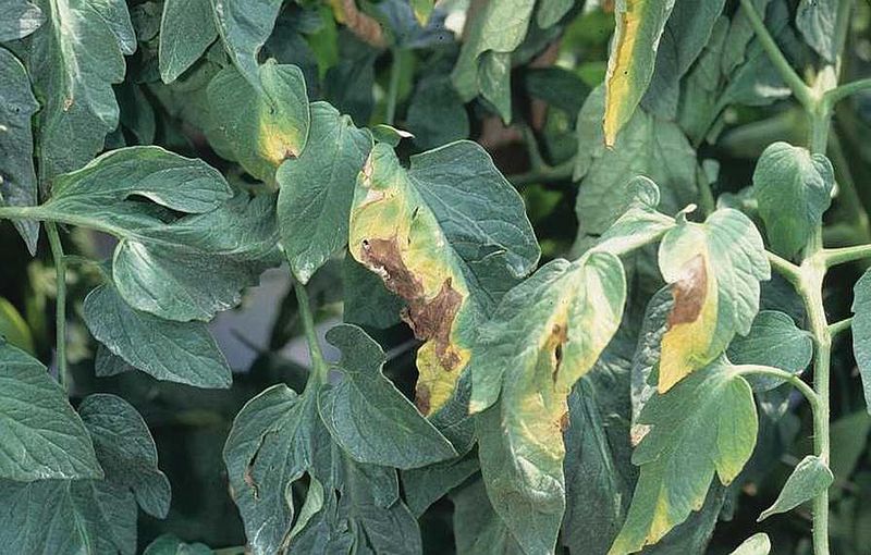 Verticillium Wilt