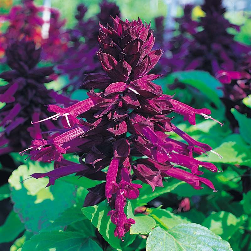 Salvia (Perennial Sages)