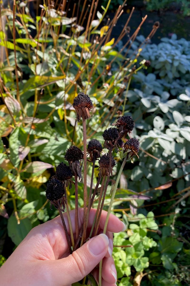 Check That the Sepals Are Fully Brown