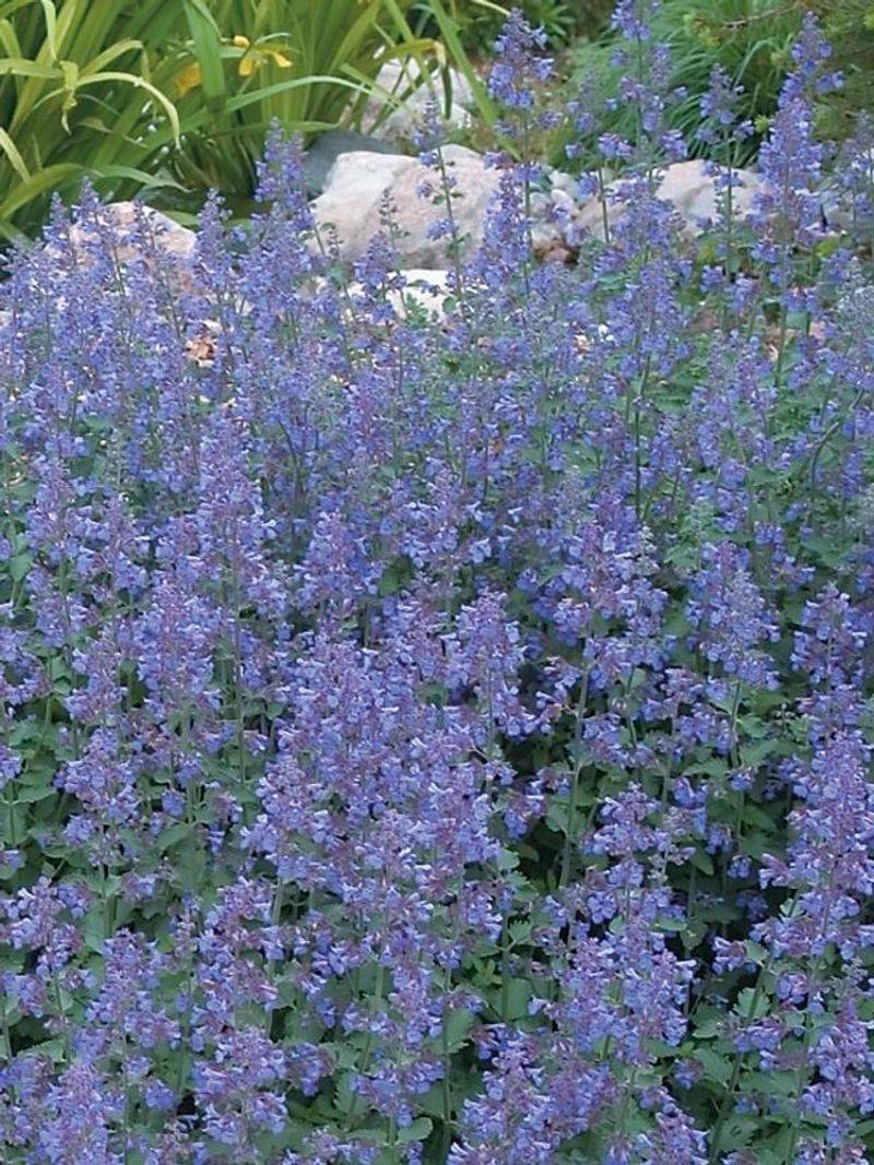 Catmint