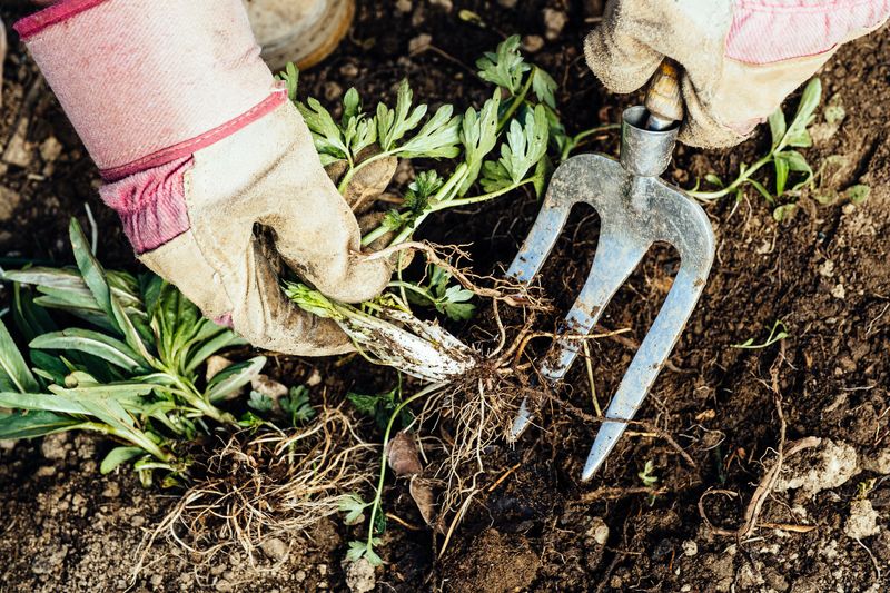 Remove existing weeds before planting