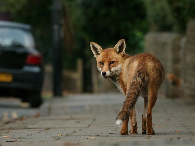 The sighting cannot grade your ecosystem’s health