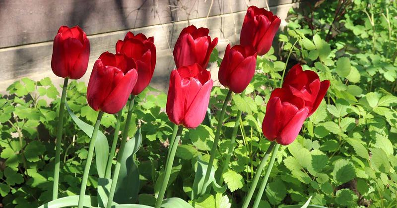 Treat depth as one part of a better rebloom plan