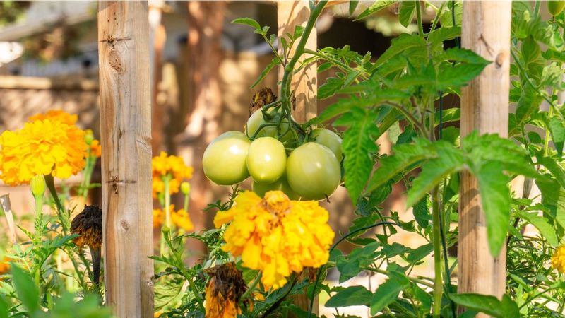 One early-blight study does not establish disease protection