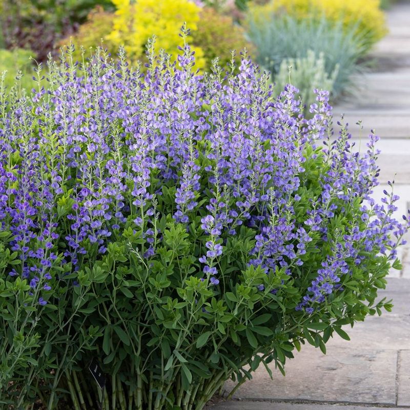 Wild False Indigo (Baptisia australis)