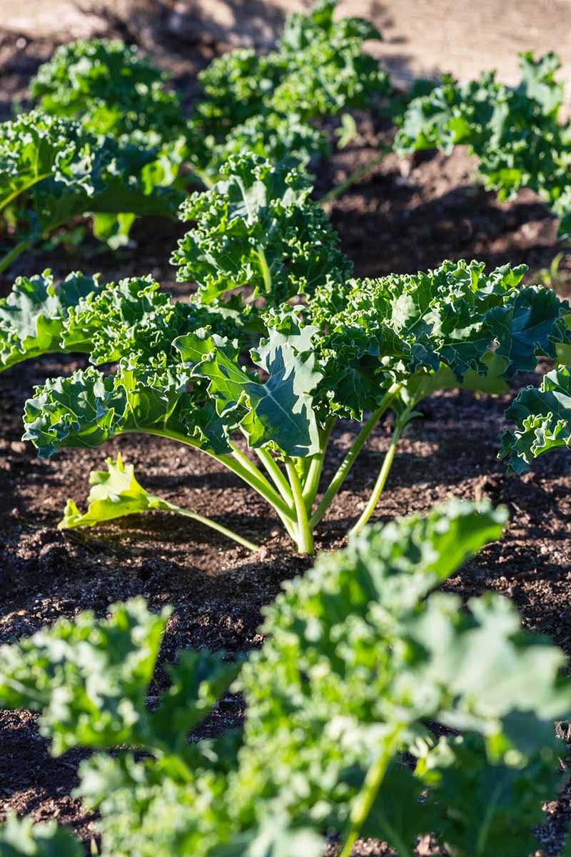 Cool weather helps, but frost is not a harvest deadline