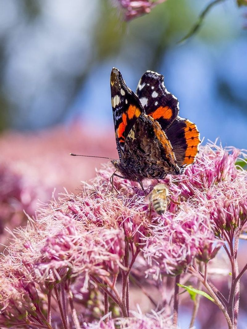 Joe Pye Weed