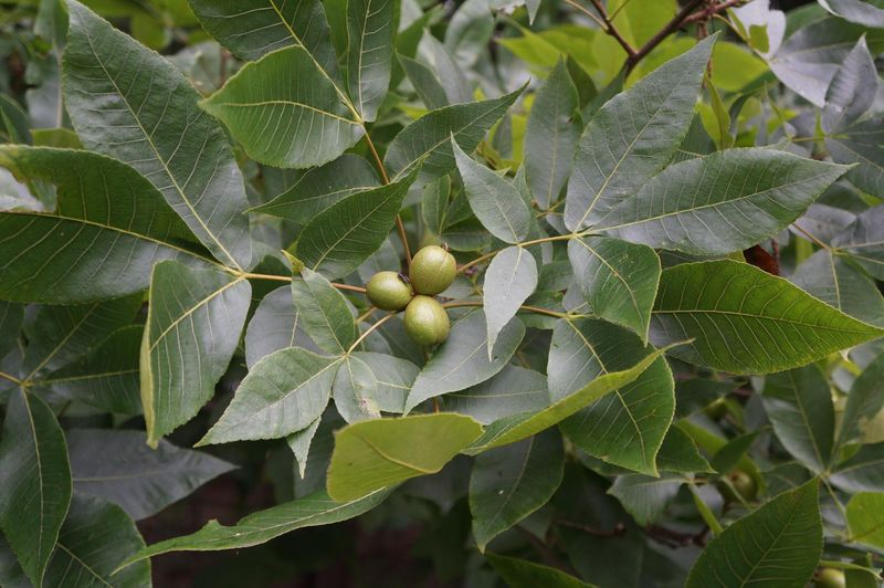Identify the tree before gathering