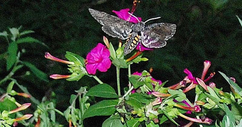 Moths are credible visitors, not guaranteed guests