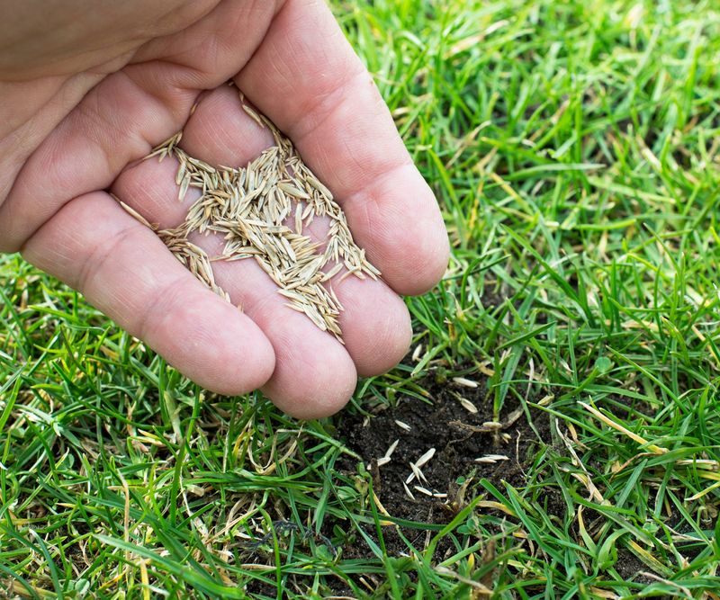 Choose the Right Seed for Fall