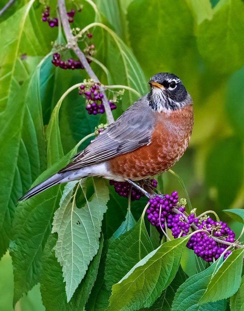 Songbirds use the fruit, but every yard differs