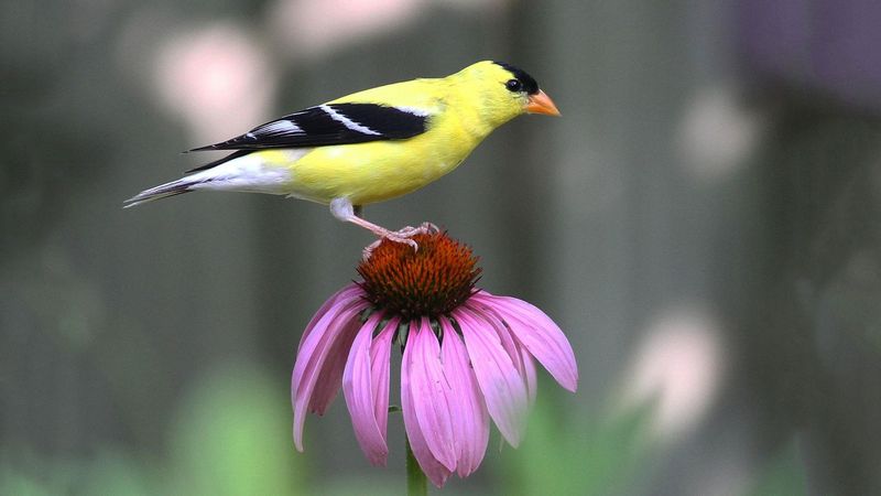 One coneflower cannot replace a wildlife-friendly yard