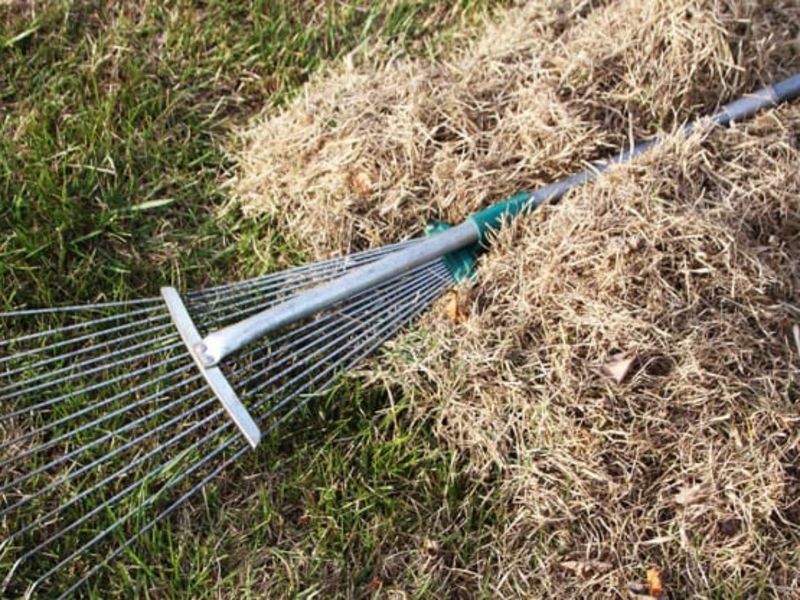 Ignoring Thatch Buildup
