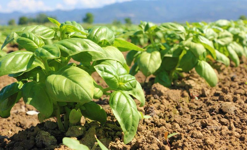 Basil