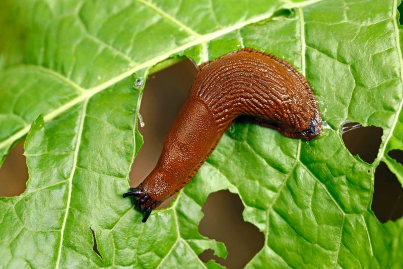 Manage garden pests without exposing wildlife