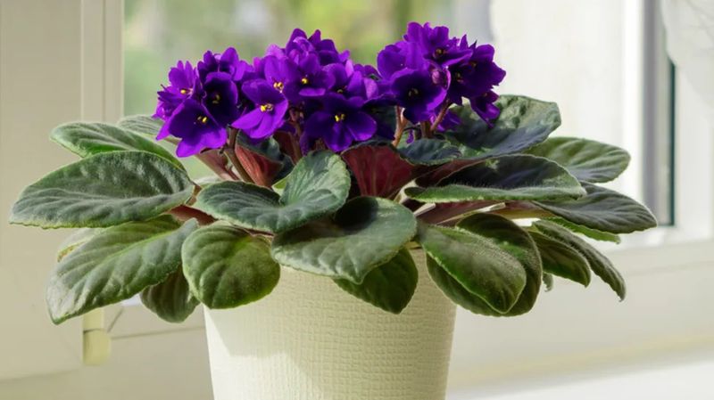African Violet