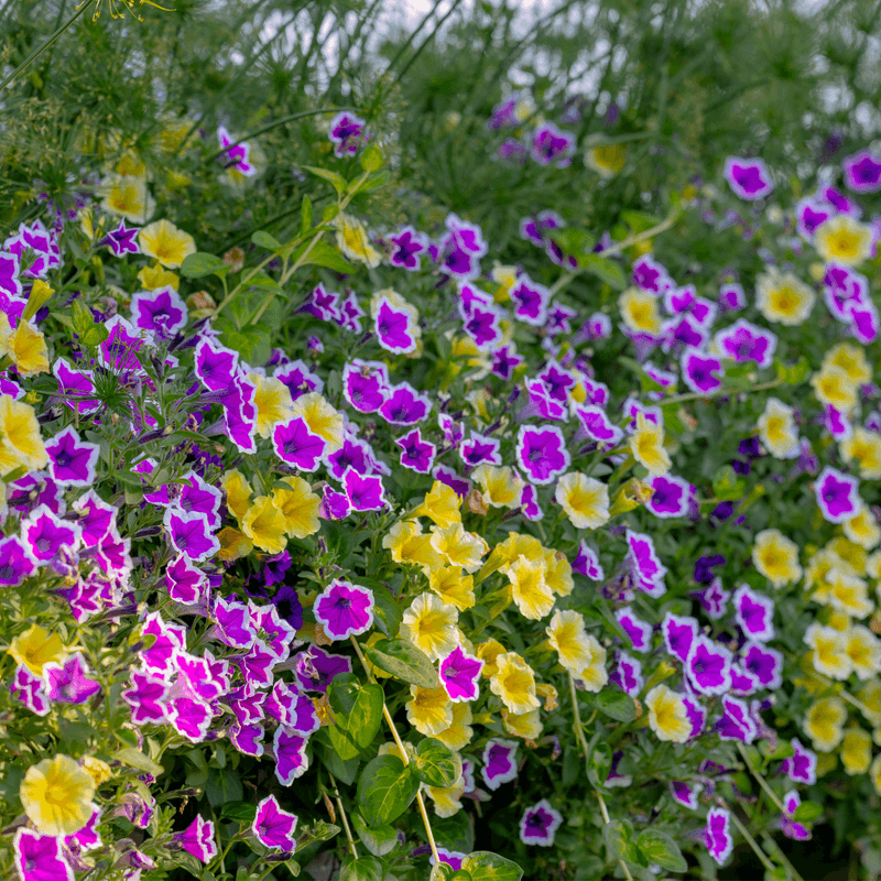 Supertunia Petunias