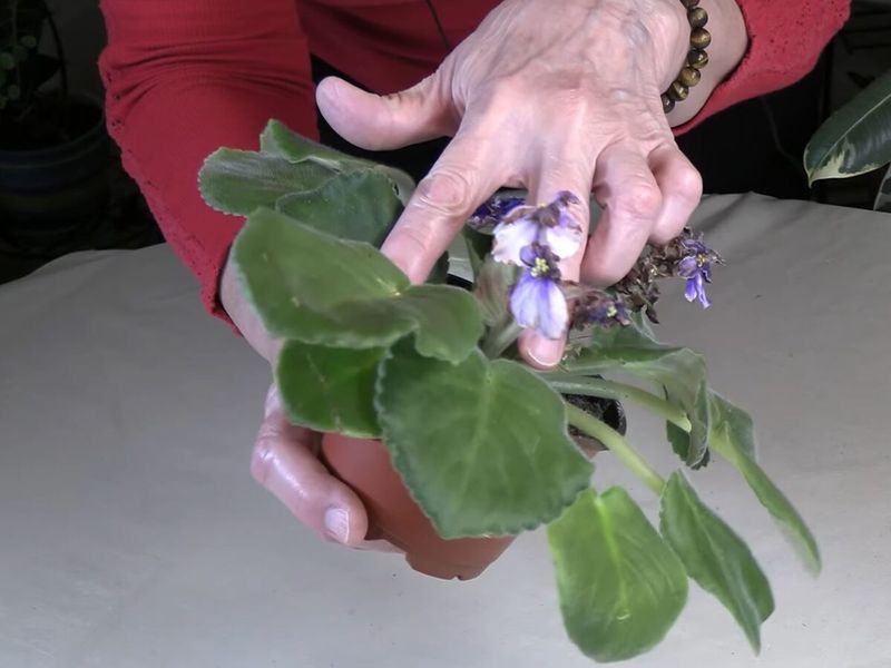 Groom Spent Blooms and Rotate Weekly