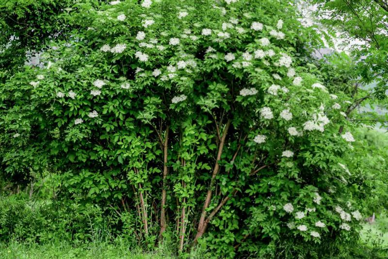 American elderberry belongs in a spacious North Carolina wildlife border