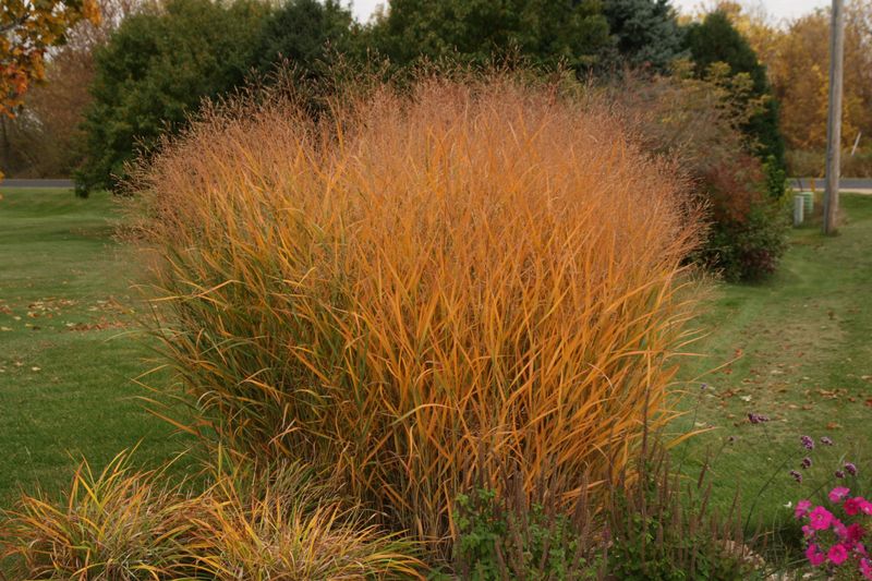 Switchgrass (Panicum virgatum)
