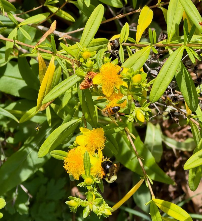 Shrubby St. Johns Wort