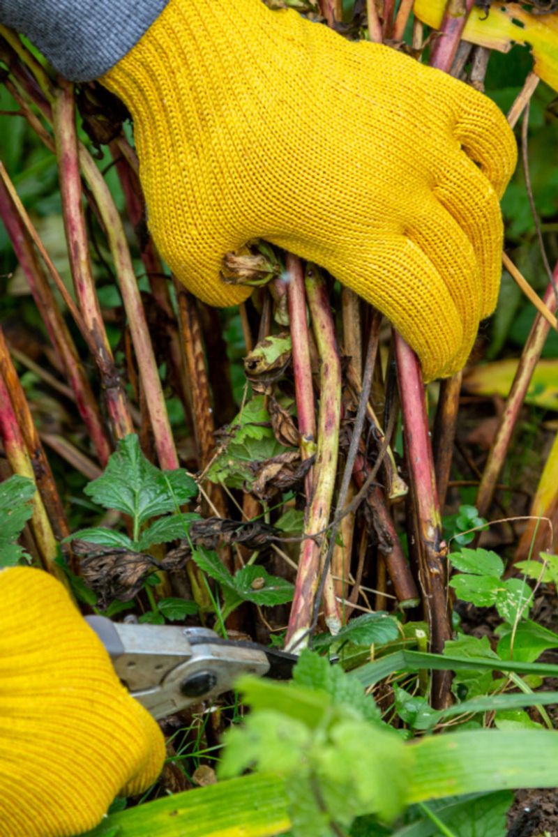 Cut Back Foliage in Late Fall