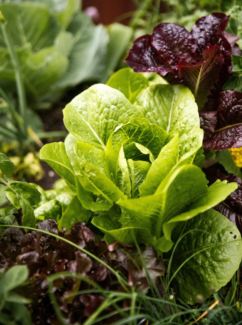 Lettuce