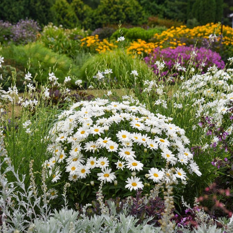 Shasta Daisy
